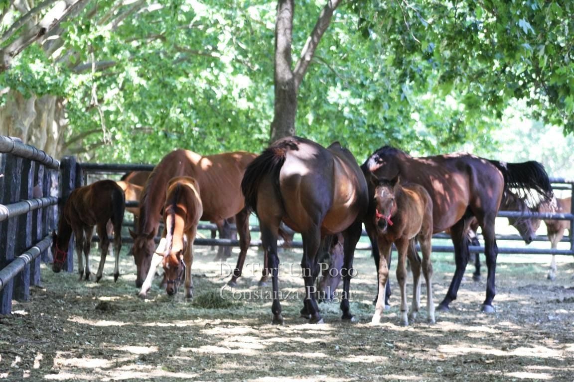Ruta de los Haras, nuevo proyecto ecuestre