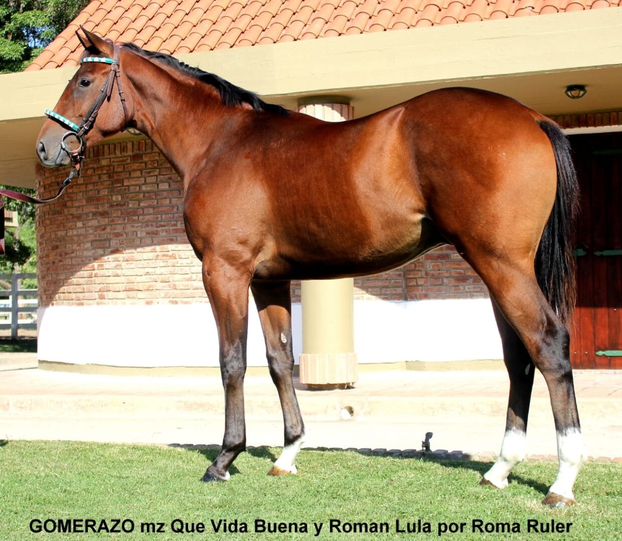 Resultados del VII Gran Remate de Caballos S.P.C. Venta Otoño, Curuzu Cuatia