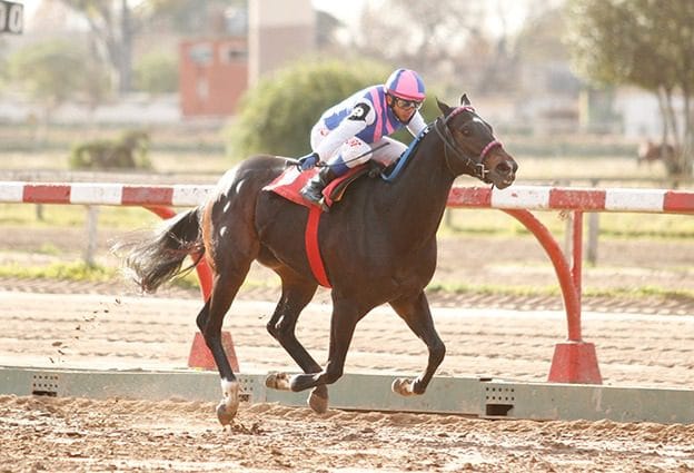 Don Empeño prestará servicios en el Haras Don Florentino