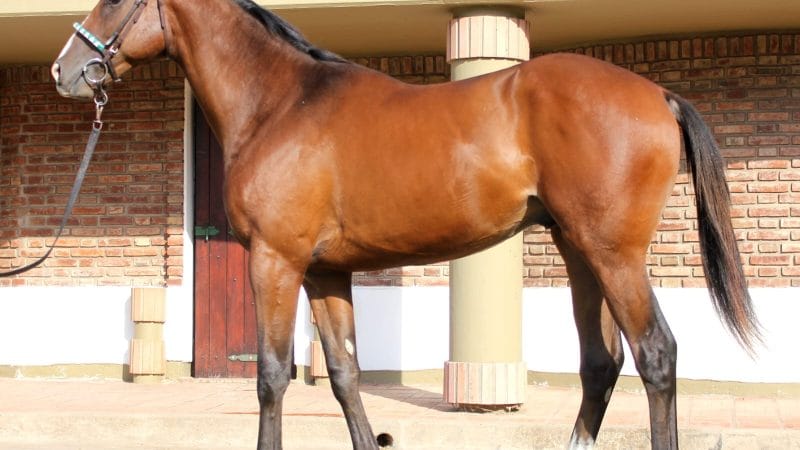 Videos de los productos a rematarse en el Gran Remate del Haras Don Florentino