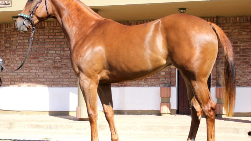 Otro gran éxito de la cabaña Grimaldi fue el resultado del XXXIX Gran Remate del Haras Don Florentino