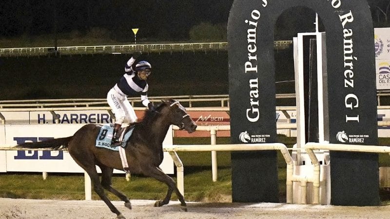 EL KODIGO: El caballo argentino que conquista Sudamérica