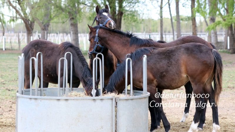 El Cannabis en la Medicina Veterinaria: Un Aliado para los Caballos