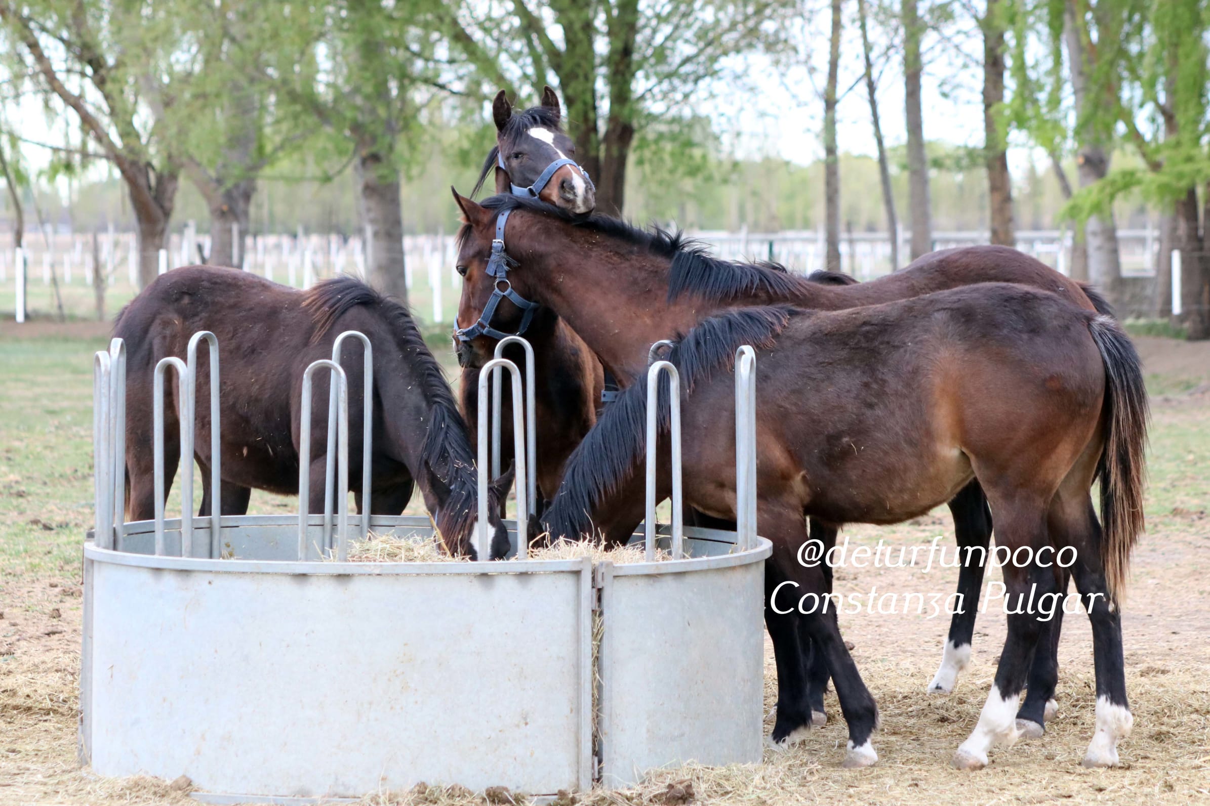 El Cannabis en la Medicina Veterinaria: Un Aliado para los Caballos