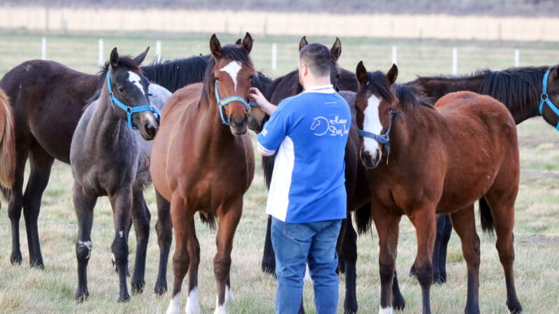 Gran Venta Anual – Haras Don José