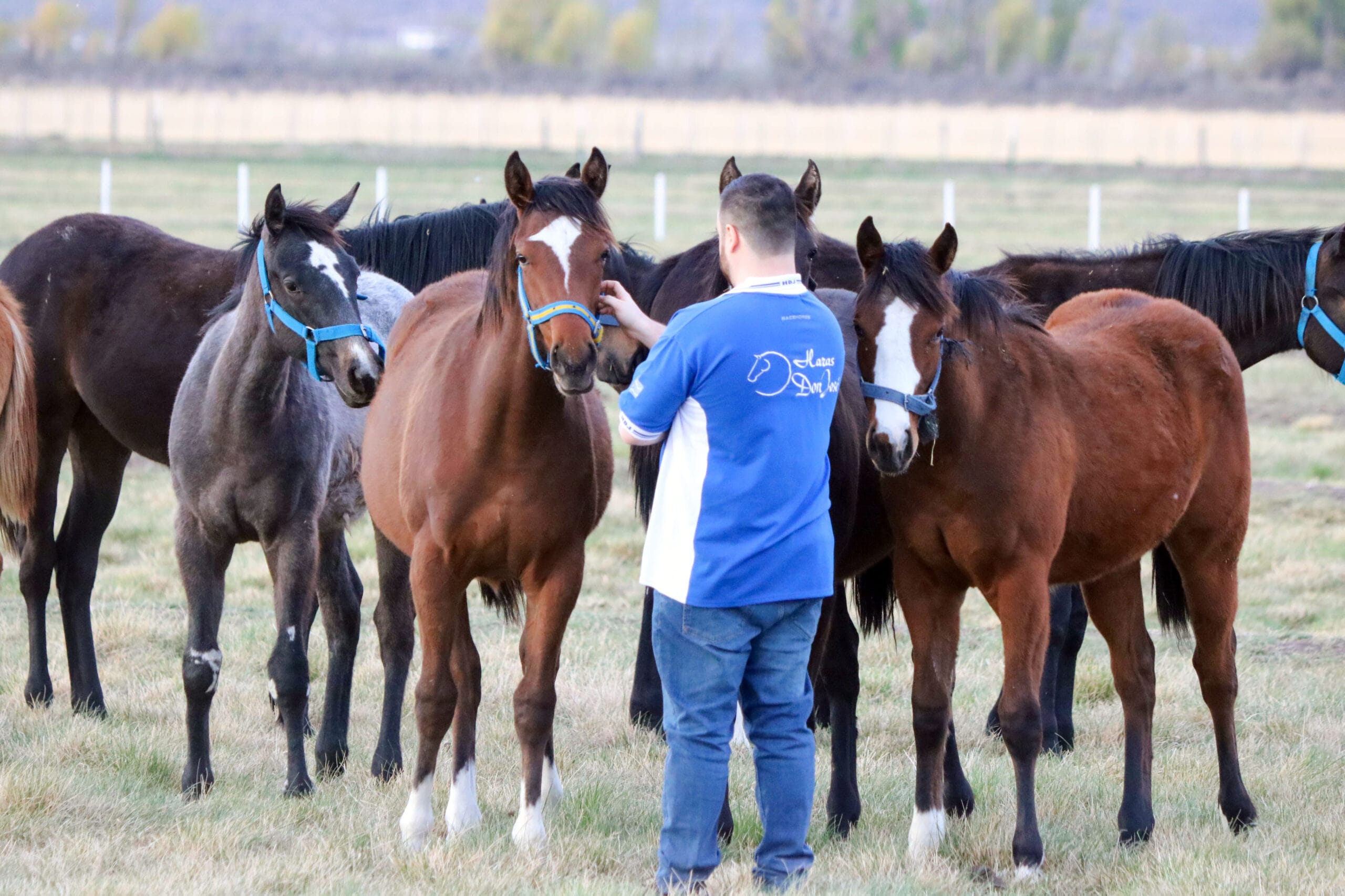 Gran Venta Anual – Haras Don José
