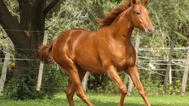 Haras Masama: genética lista para competir sale a la venta este 18 de abril