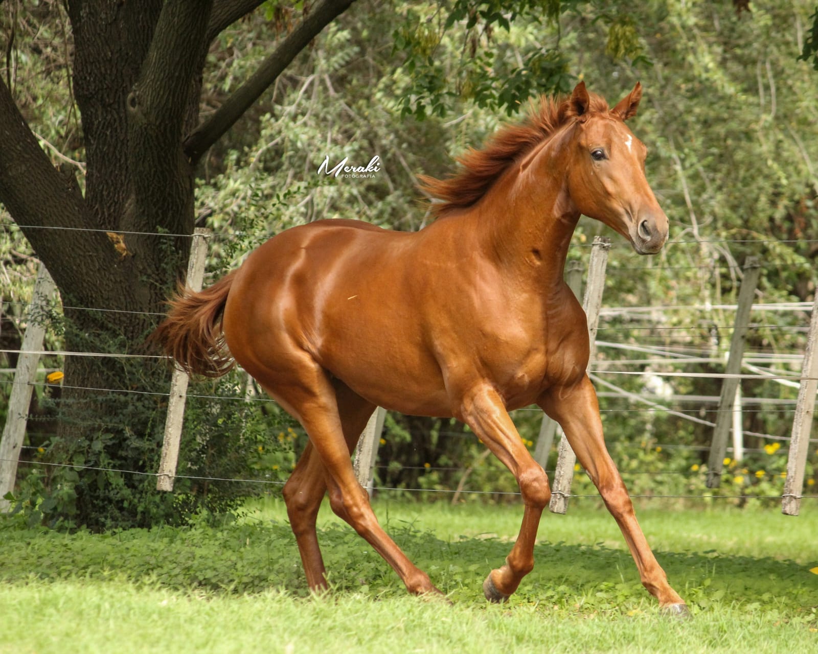 Haras Masama: genética lista para competir sale a la venta este 18 de abril