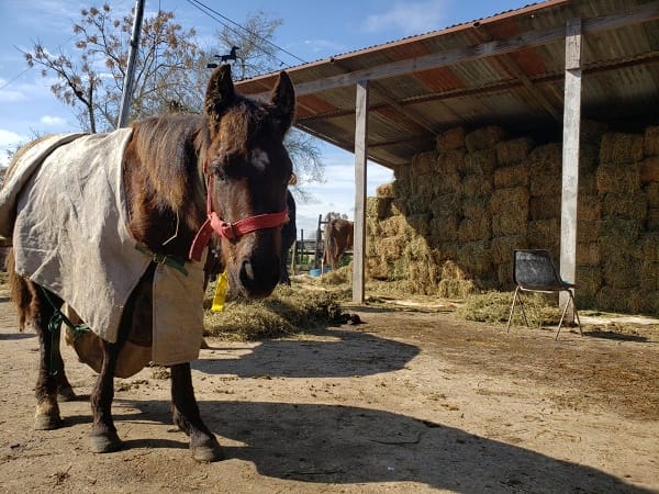 Hipódromo de Palermo y MAA: juntos por los caballos de Ezeiza