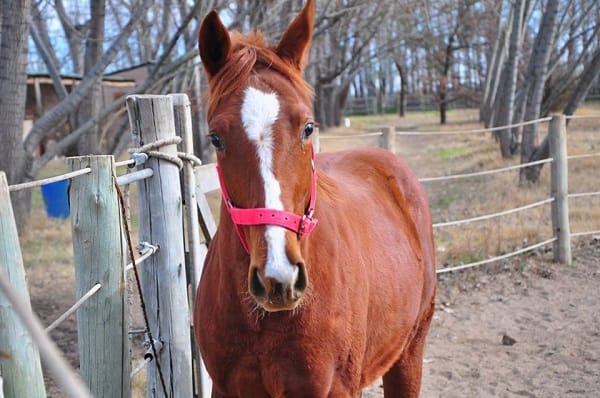 ¿Porque ser propietario de un caballo de carreras?
