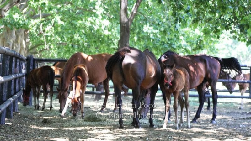 Ruta de los Haras, nuevo proyecto ecuestre