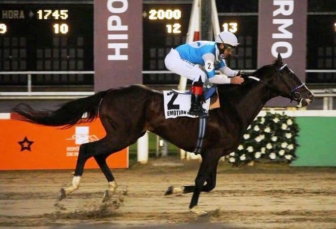 EMOTION ORPEN es el nominado del Hipódromo de Palermo para el Latino