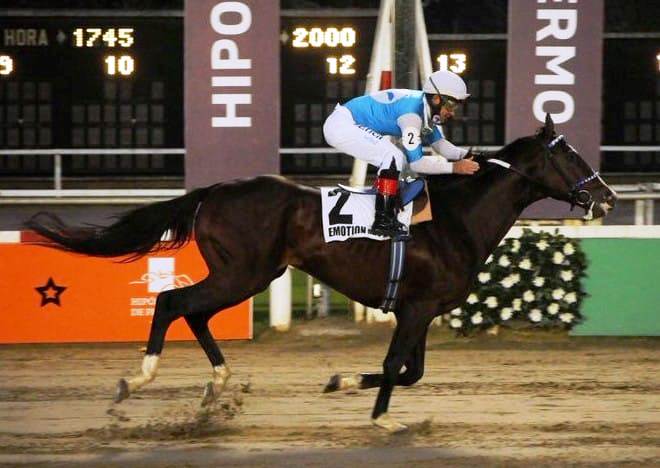 EMOTION ORPEN es el nominado del Hipódromo de Palermo para el Latino