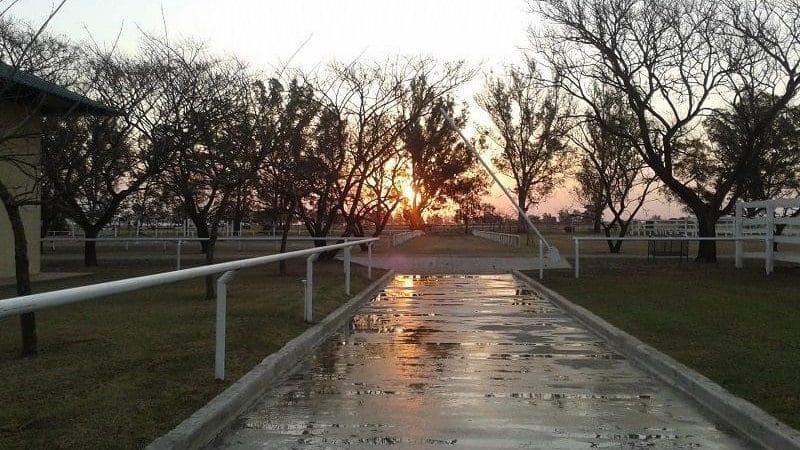 Se realizó el Gran Remate XXXVII del Haras Don Florentino