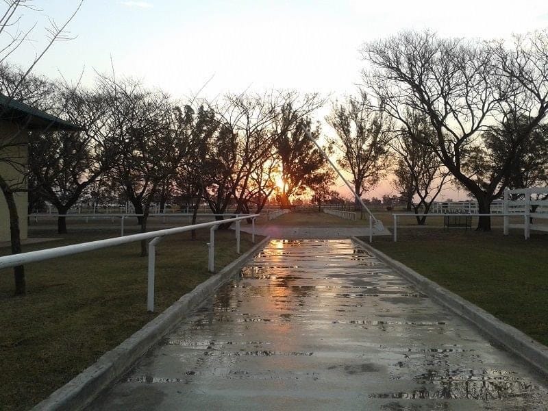 Se realizó el Gran Remate XXXVII del Haras Don Florentino
