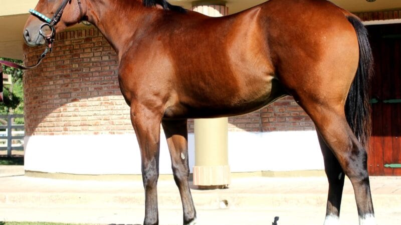 Resultados del VII Gran Remate de Caballos S.P.C. Venta Otoño, Curuzu Cuatia