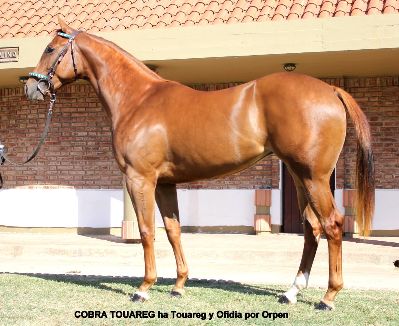 Otro gran éxito de la cabaña Grimaldi fue el resultado del XXXIX Gran Remate del Haras Don Florentino