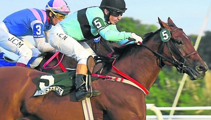 Millones y un interesante Clásico Tristeza Cat