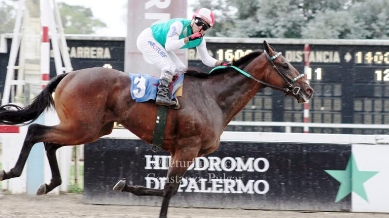 Niño Guapo: El regreso de un campeón con destino de padrillo en La Mission Robles