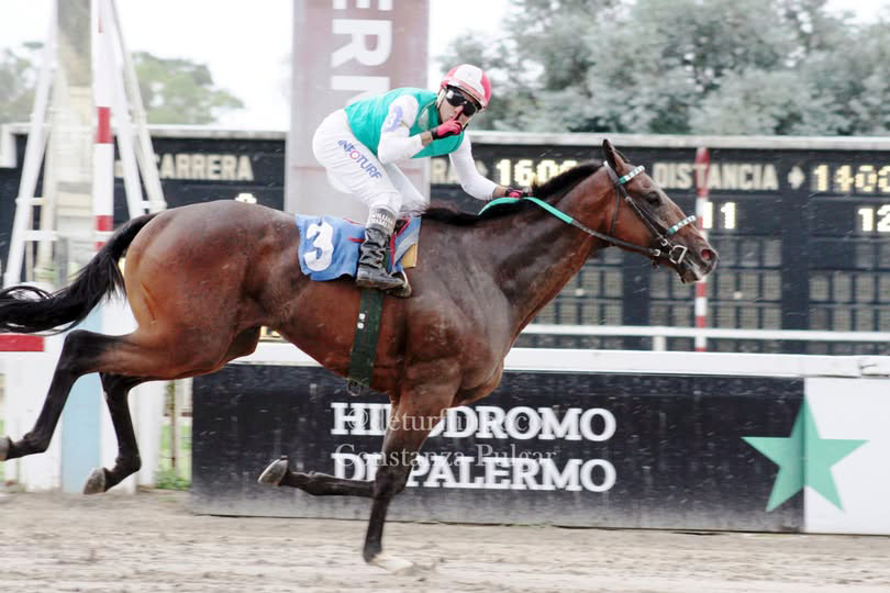 Niño Guapo: El regreso de un campeón con destino de padrillo en La Mission Robles